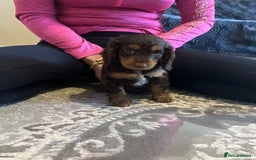 Cockapoo dogs for sale: Stunning F2 cockapoo puppies available 😍  - Image 11