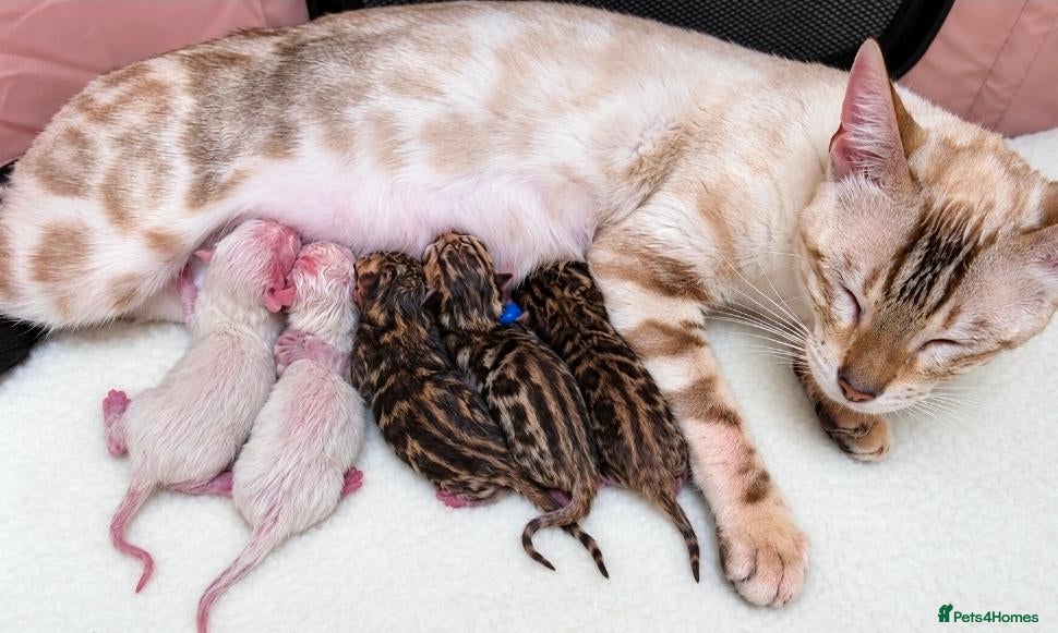Bengal cats Exquisite Pedigree Bengal Kittens Waiting List - Advert 1
