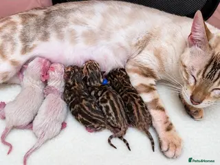 Bengal cats Exquisite Pedigree Bengal Kittens Waiting List - Advert 1