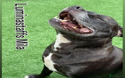 Staffordshire Bull Terrier dogs for sale: Staffordshire bull terrier  - Image 5