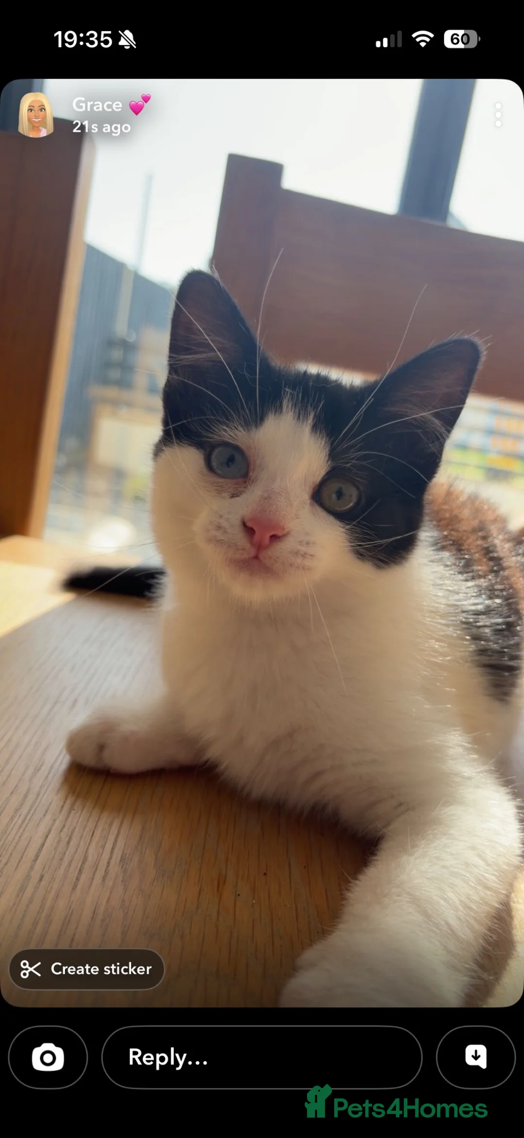 Mixed Breed cats for sale: Beautiful Kittens looking for loving homes in Carmarthen - Advert 2