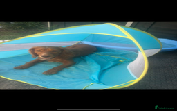 Mixed Breed dogs for sale: KC COCKER X MINI COLLIE PUPS  - Advert 16