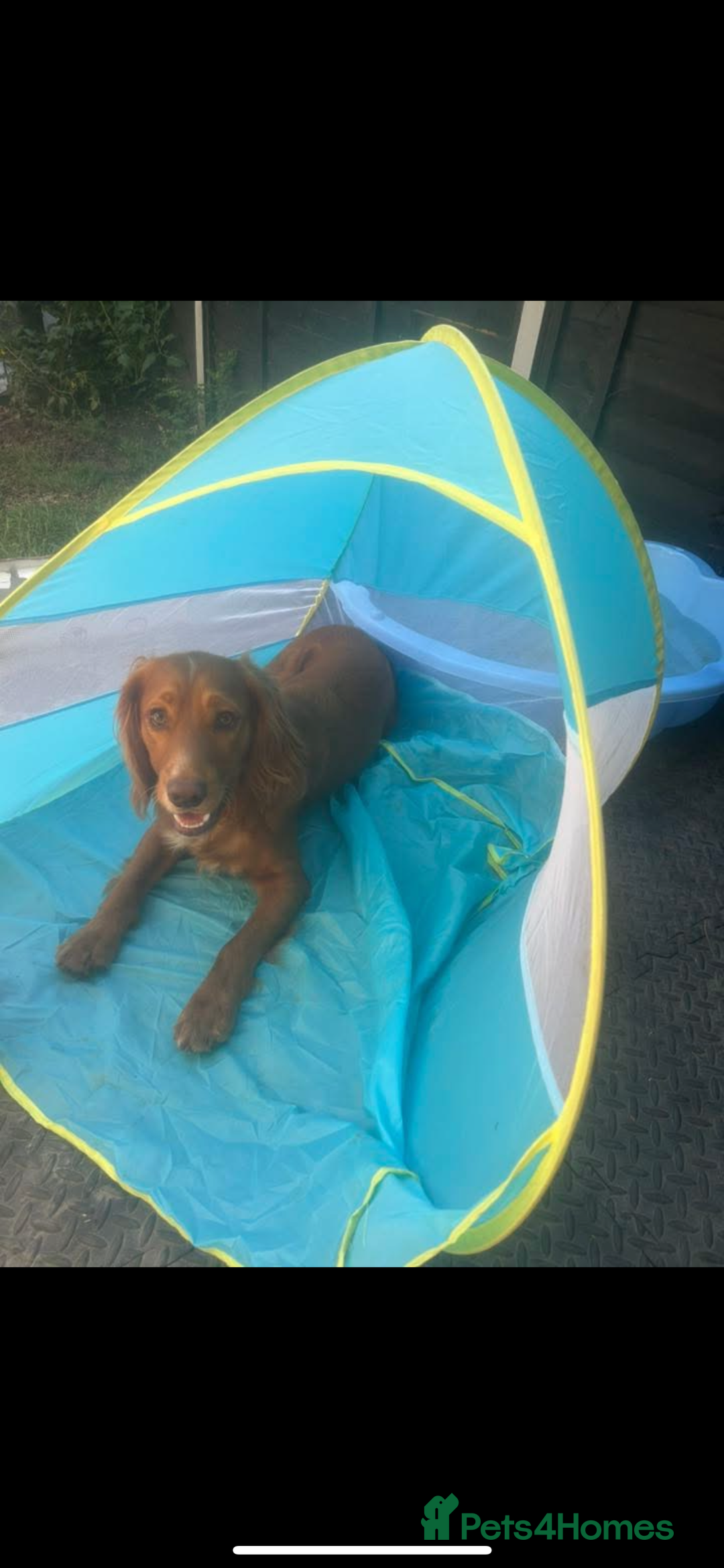 Mixed Breed dogs for sale: KC COCKER X MINI COLLIE PUPS  - Advert 16