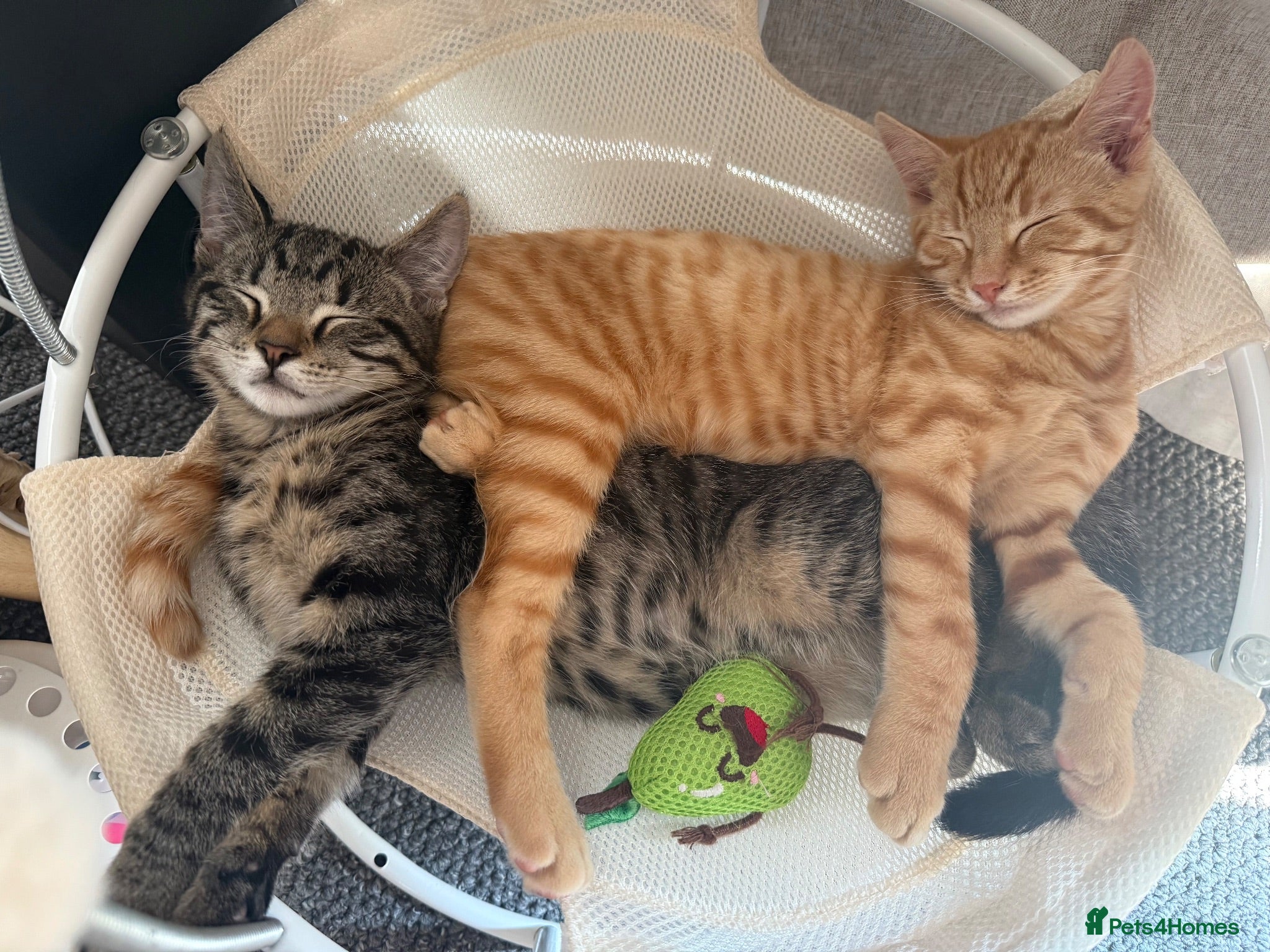Mixed Breed cats Mika & Boba - Advert 2