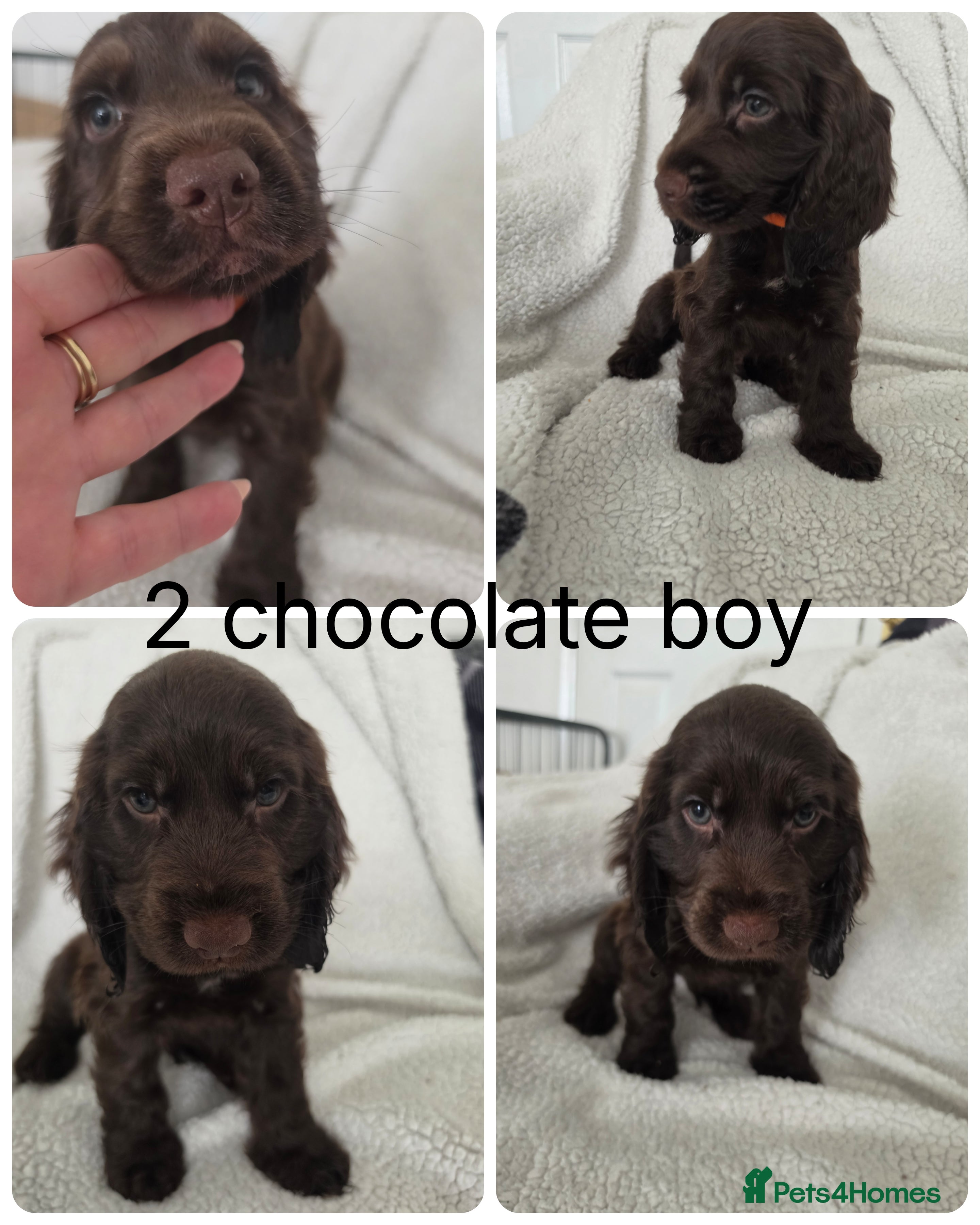 Cocker Spaniel dogs Beautiful cocker spaniel puppys 3 boys available  - Advert 2