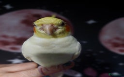 Cockatiels birds for sale: Incredibly sweet female cockatiel  - Advert 2