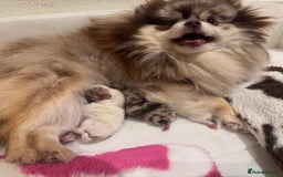 Pomeranian dogs for sale: Adorable Pomeranian Puppies Ready - Image 11