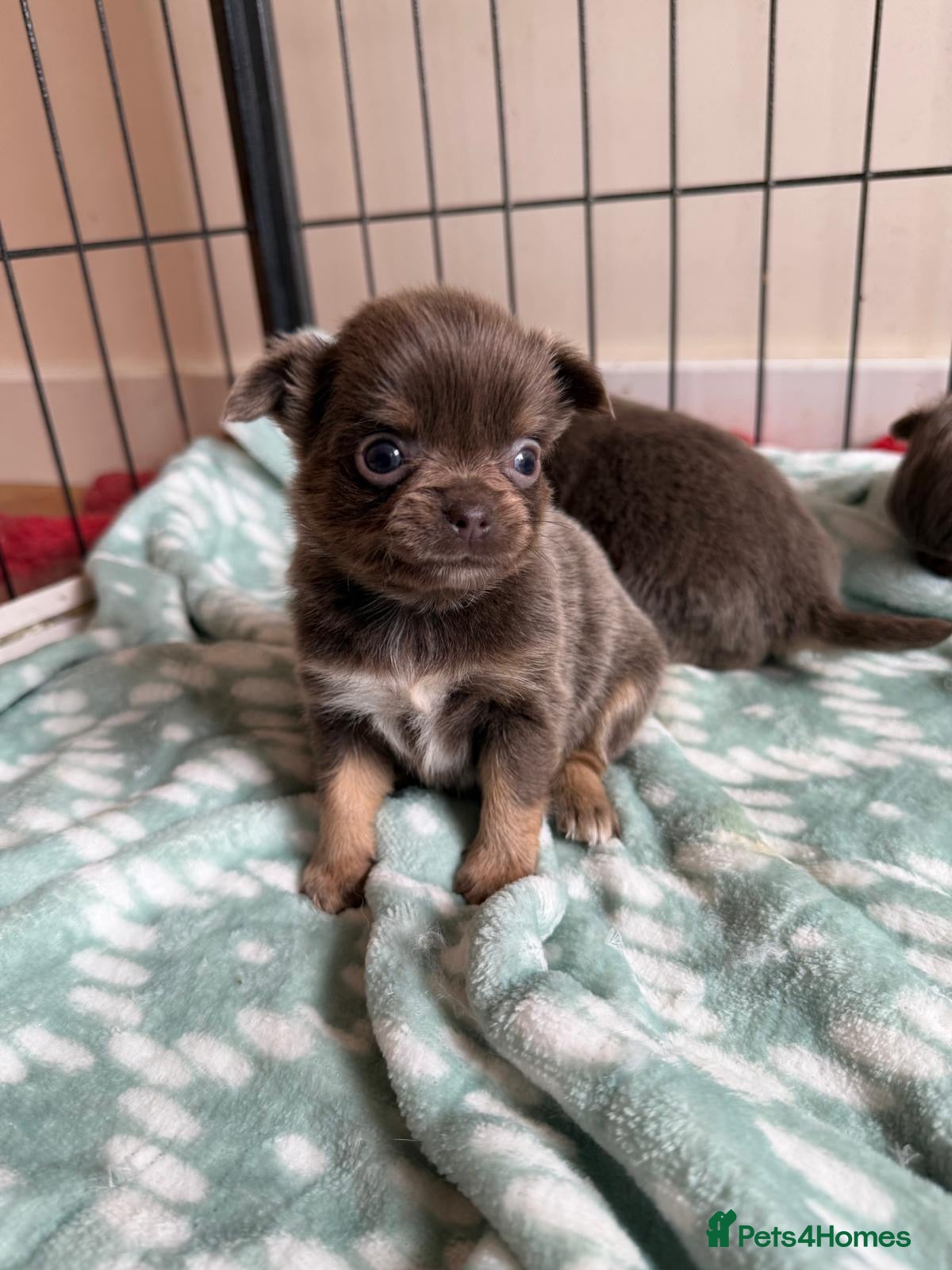 Chihuahua dogs for sale: Gorgeous lilac long coat girls and boys - Advert 12