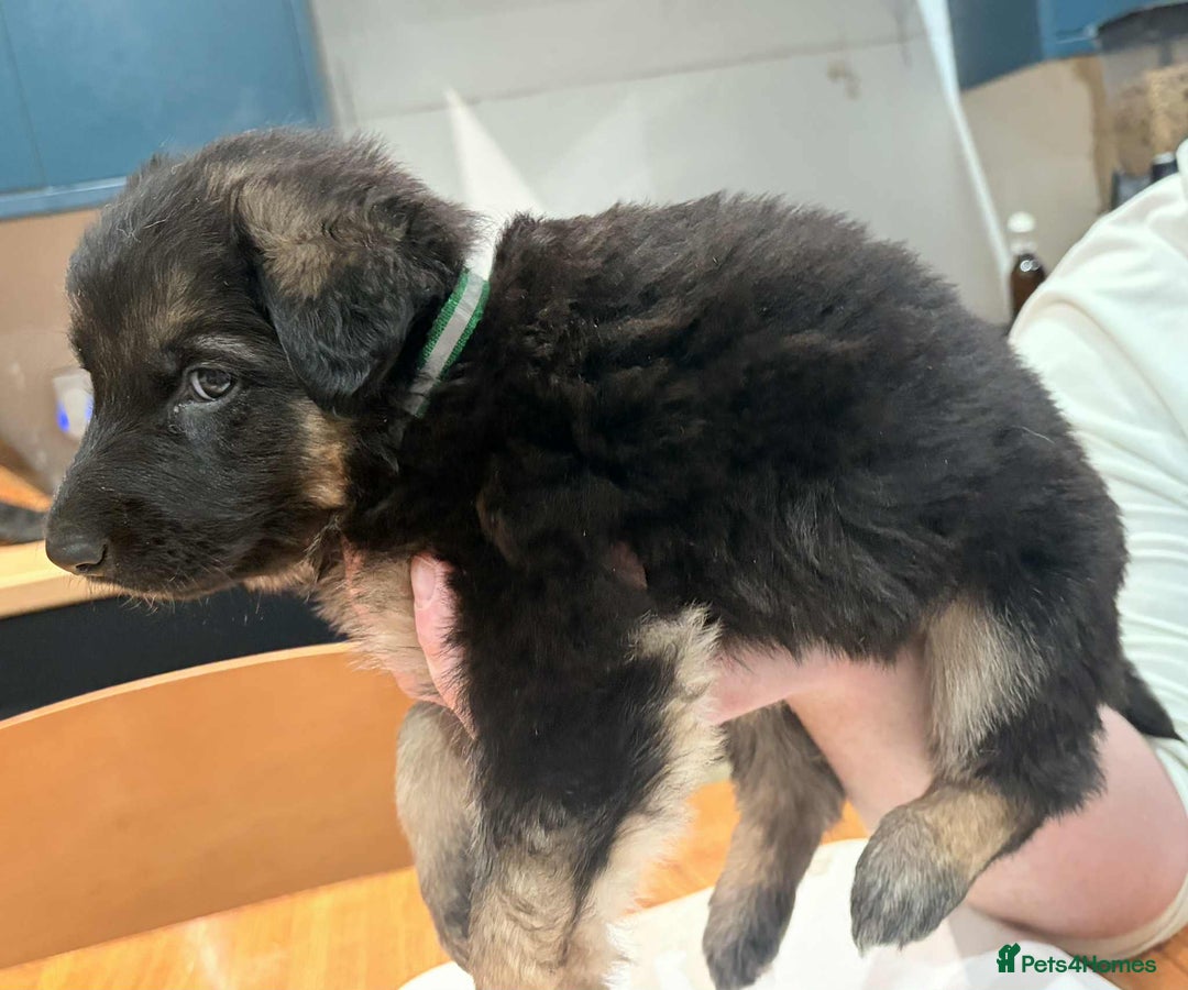 German Shepherd dogs for sale: KC Reg German Shepard's - Advert 26