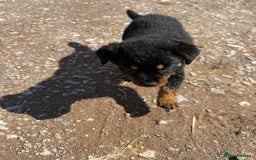 Rottweiler dogs for sale: beautiful pedigree rottweilers  - Image 10