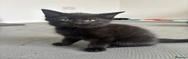 Mixed Breed Kitten 3