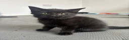 Mixed Breed cats for sale: Mixed gender black kittens for sale  - Advert 15