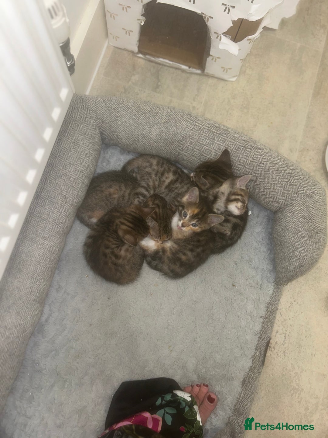 Bengal cats for sale: Beautiful Half Bengal Kittens - Advert 34