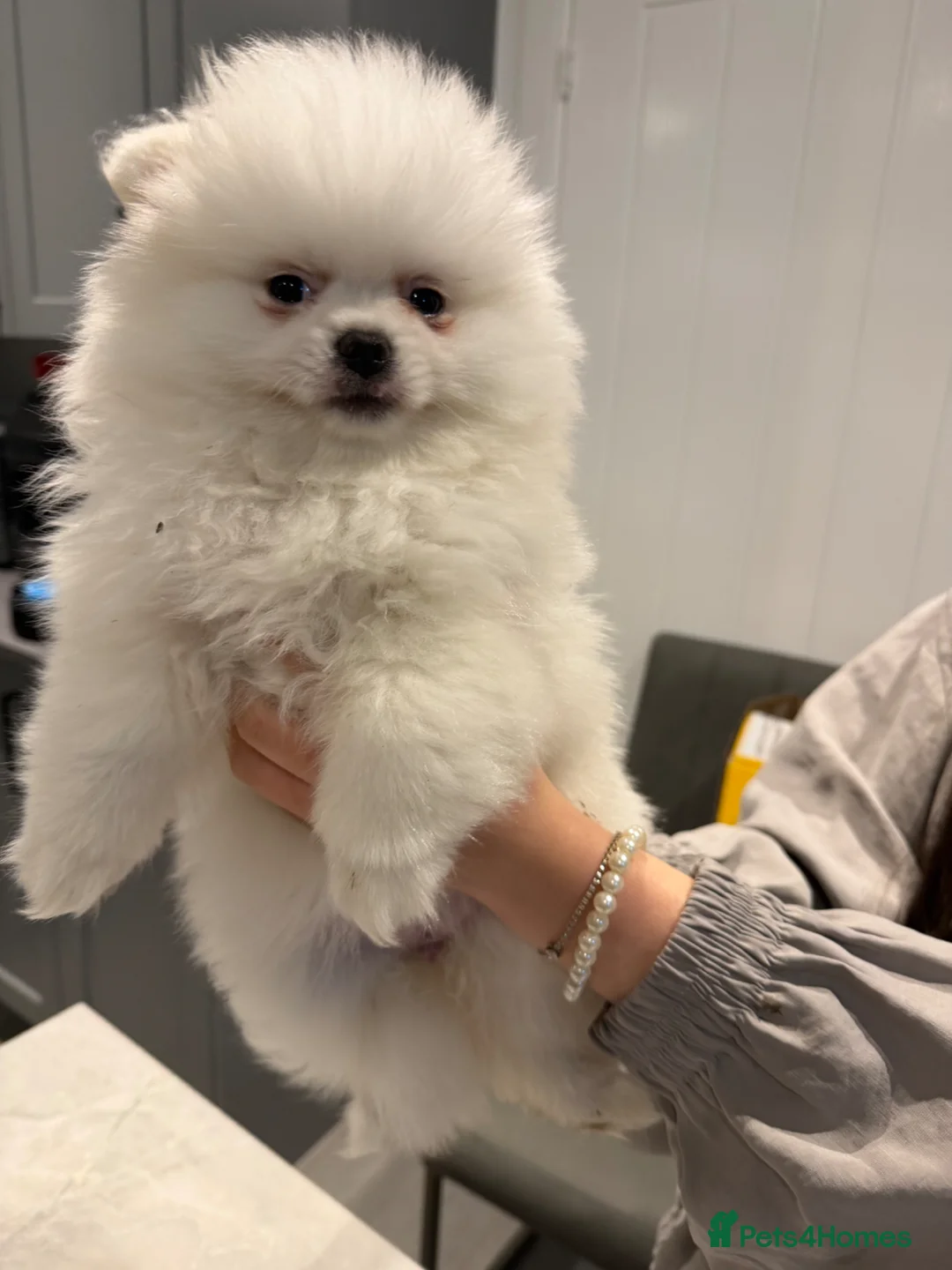 Pomeranian dogs for sale: KC Pomeranian white girl puppy for sale  - Advert 1