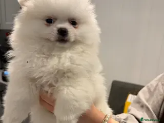Pomeranian dogs KC Pomeranian white girl puppy for sale - Advert 6