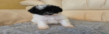 Toy Poodle 3