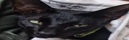 Oriental cats for stud: Lovely black Oriental Kitten. 1 yers old  in South Ockendon - Advert 17
