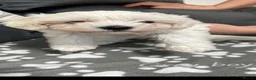 Maltese dogs for sale:  Beautiful Maltese Puppies Looking Loving Homes  - Advert 16