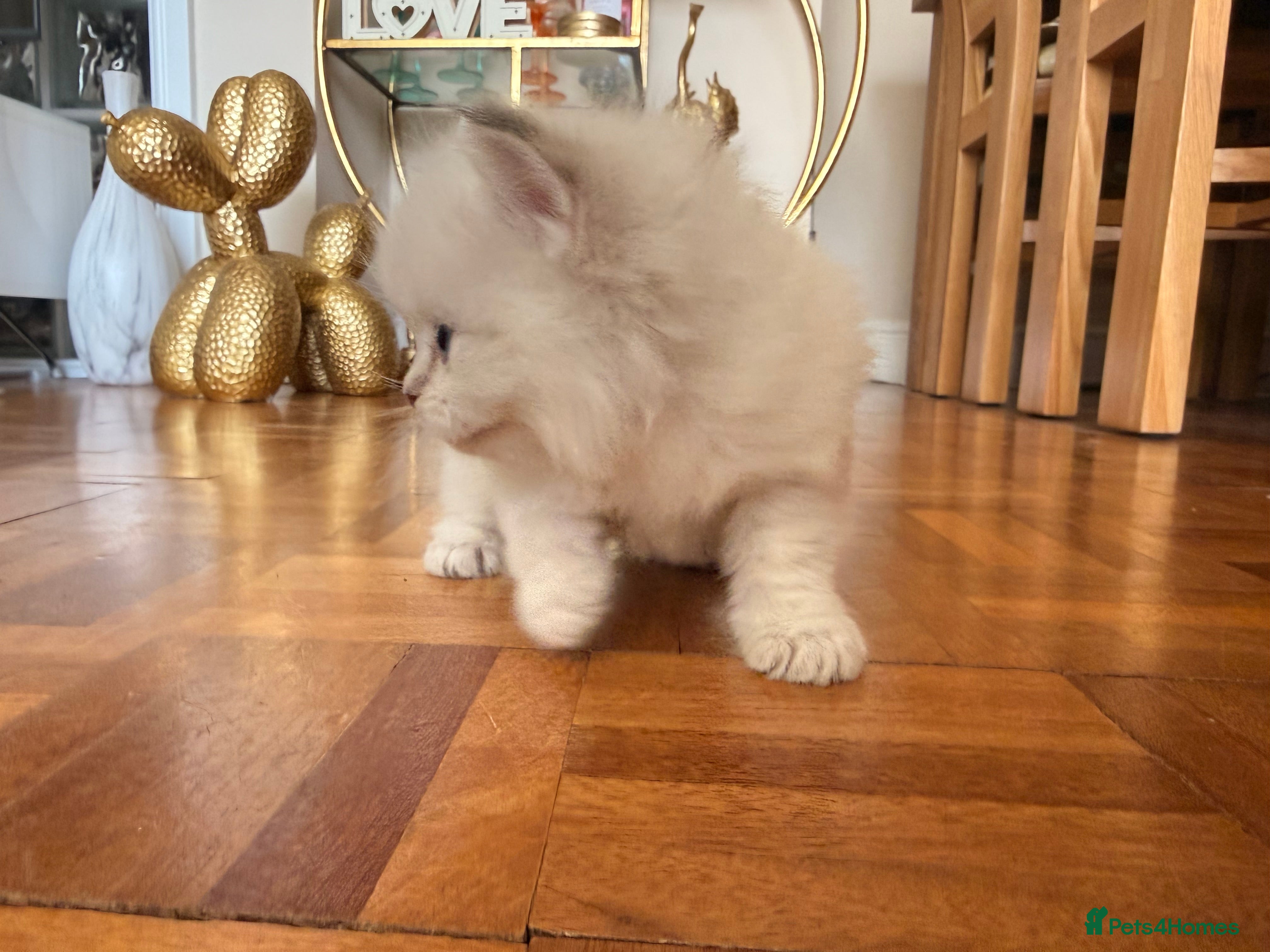 British Longhair cats for sale: Beautiful rainbow litter now available to reserve - Advert 37
