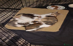 Mixed Breed cats for sale: 5 beautiful kittens female - Advert 2