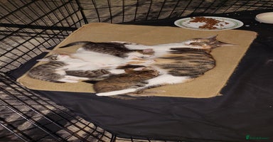 Mixed Breed cats 5 beautiful kittens female - Advert 4