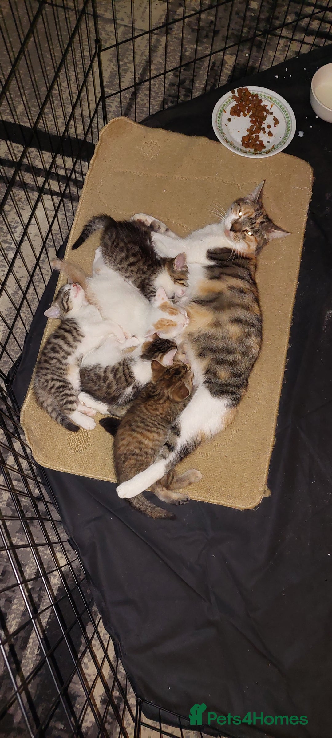 Mixed Breed cats for sale: 5 beautiful kittens female - Advert 2