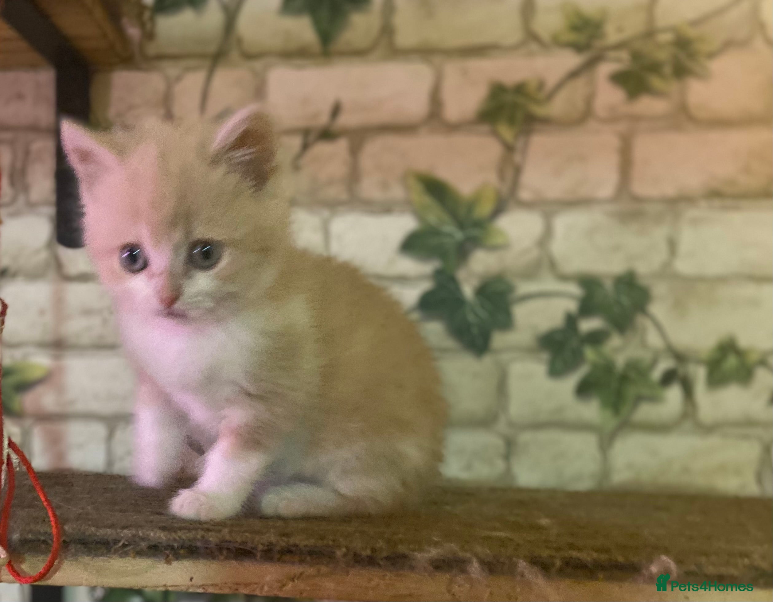 Munchkin cats Full Pedigree Munchkin Kittens - Advert 18