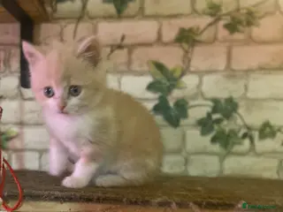 Munchkin cats Full Pedigree Munchkin Kittens - Advert 18