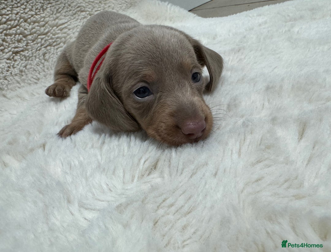 Miniature Dachshund dogs for sale: Miniature dachshund puppies - Image 8