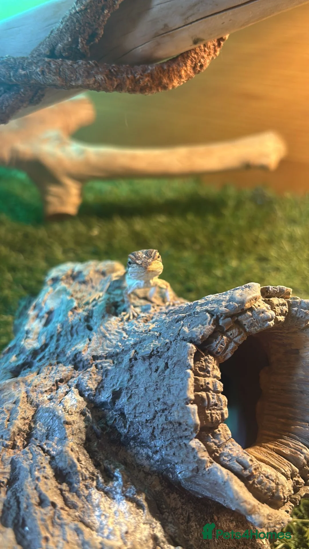 Bearded Dragon reptiles for sale: Bearded dragon babies - Advert 12