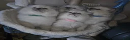 Ragdoll cats for sale: Beautiful Ragdolls Looking For Their Forever Home - Advert 3