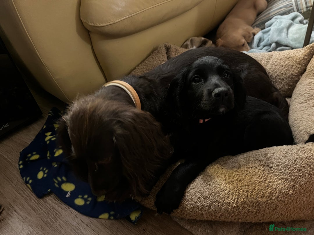 Cocker Spaniel dogs for sale: Gorgeous KC Working Cocker Spaniel Puppy Available - Image 26