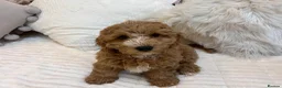 Mixed Breed dogs for sale: One male beutiful male cavapooshion puppy     - Advert 15