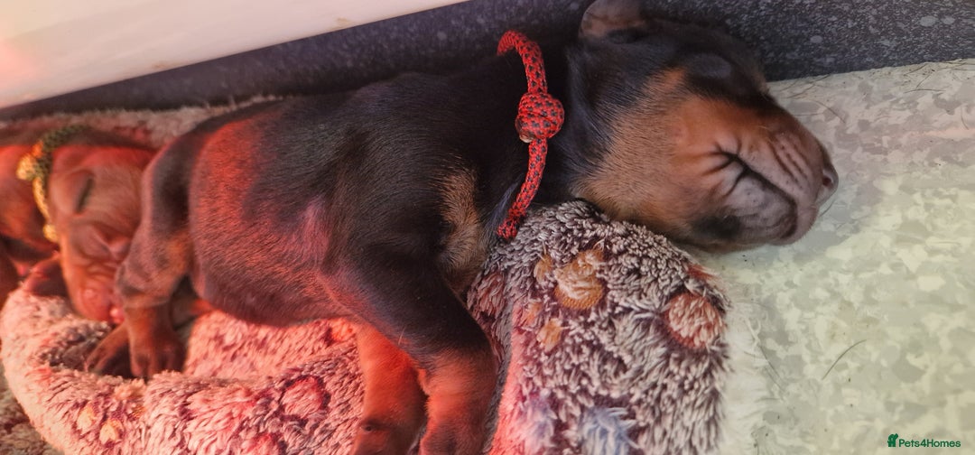 Dobermann dogs for sale: Top line doberman puppies - Image 32