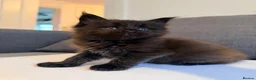 Maine Coon cats for sale: Champions- Bloodline Purebred Maine Coon Kittens - Advert 4