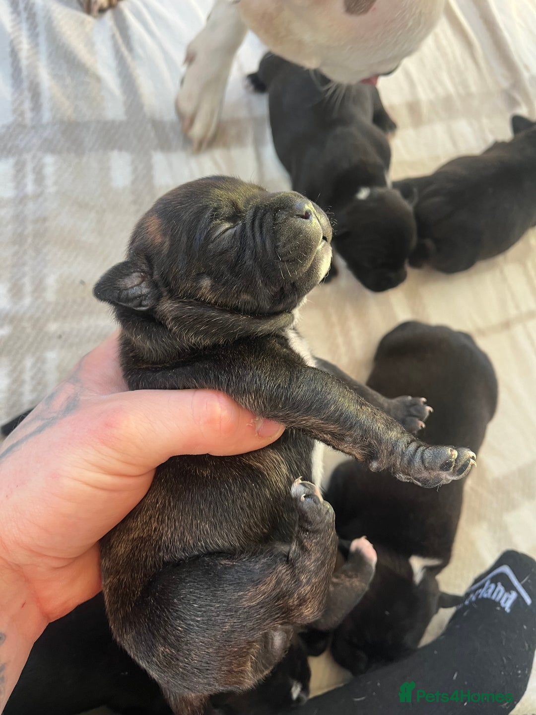 Staffordshire Bull Terrier dogs for sale: Champion bloodline 🏆 kc registered staffy pups  - Advert 3