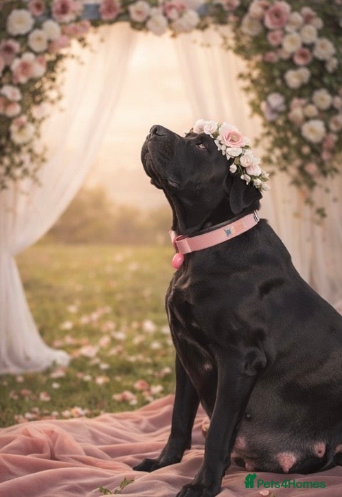 Mixed Breed dogs Daniffs (Great Dane x mastiff) - Advert 1