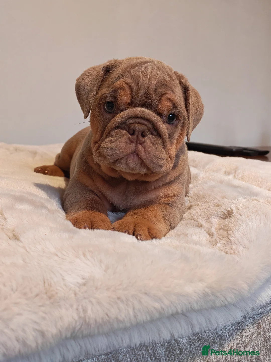 English Bulldog dogs for sale: English bulldog  - Advert 9
