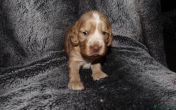 Cocker Spaniel dogs for sale: Beautiful KC reg Cocker Spaniel Pups - Image 4