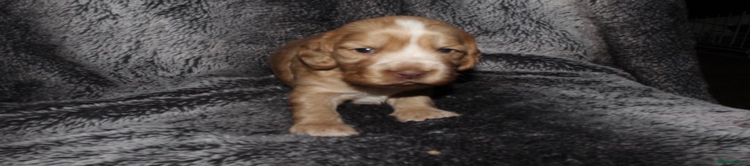 Cocker Spaniel Puppy 3