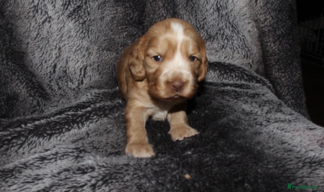 Cocker Spaniel dogs for sale: Beautiful KC reg Cocker Spaniel Pups - Image 4