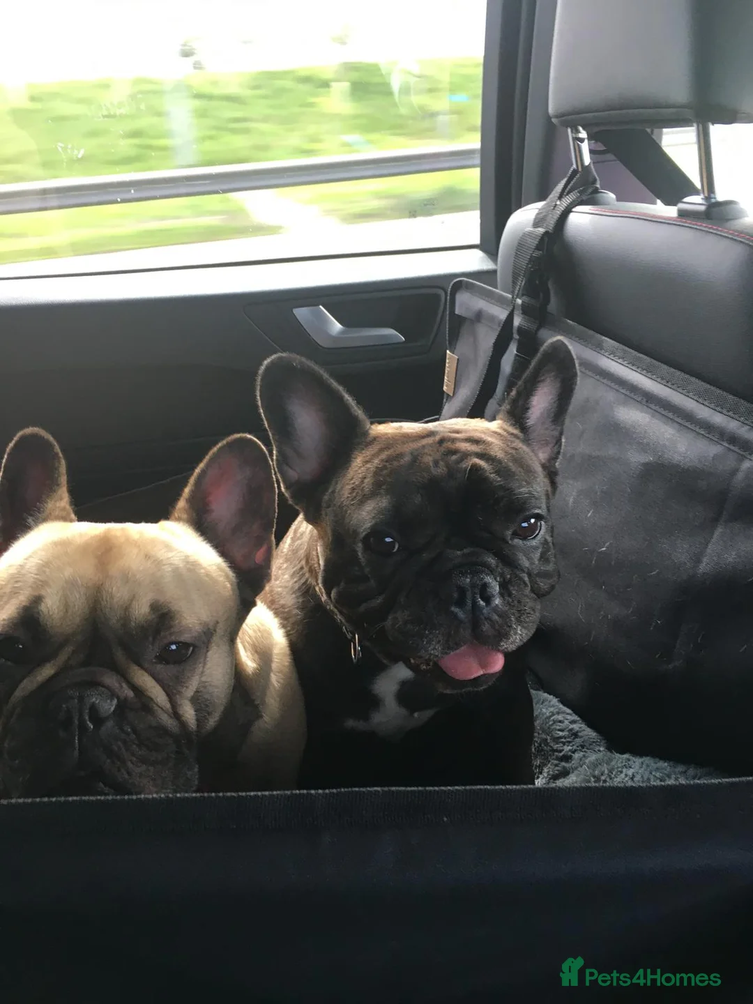 French Bulldog dogs for sale: Looking for forever home  in Heathfield - Advert 4