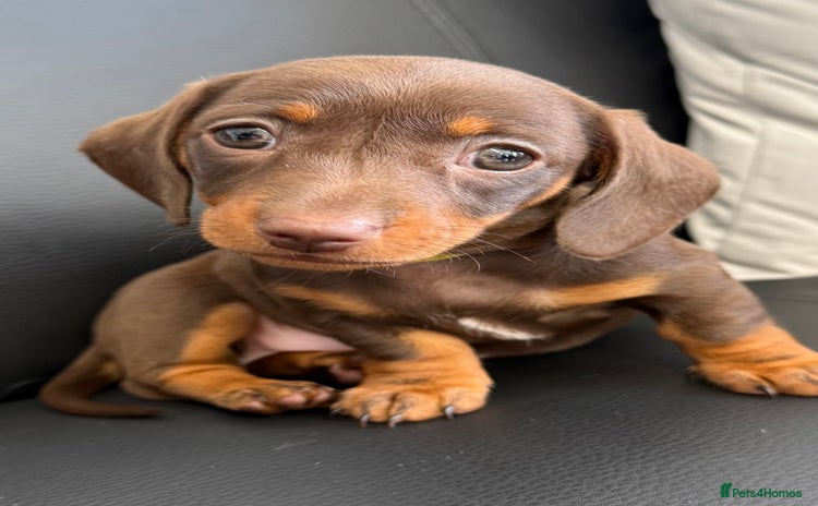 Miniature Dachshund dogs - Advert 1