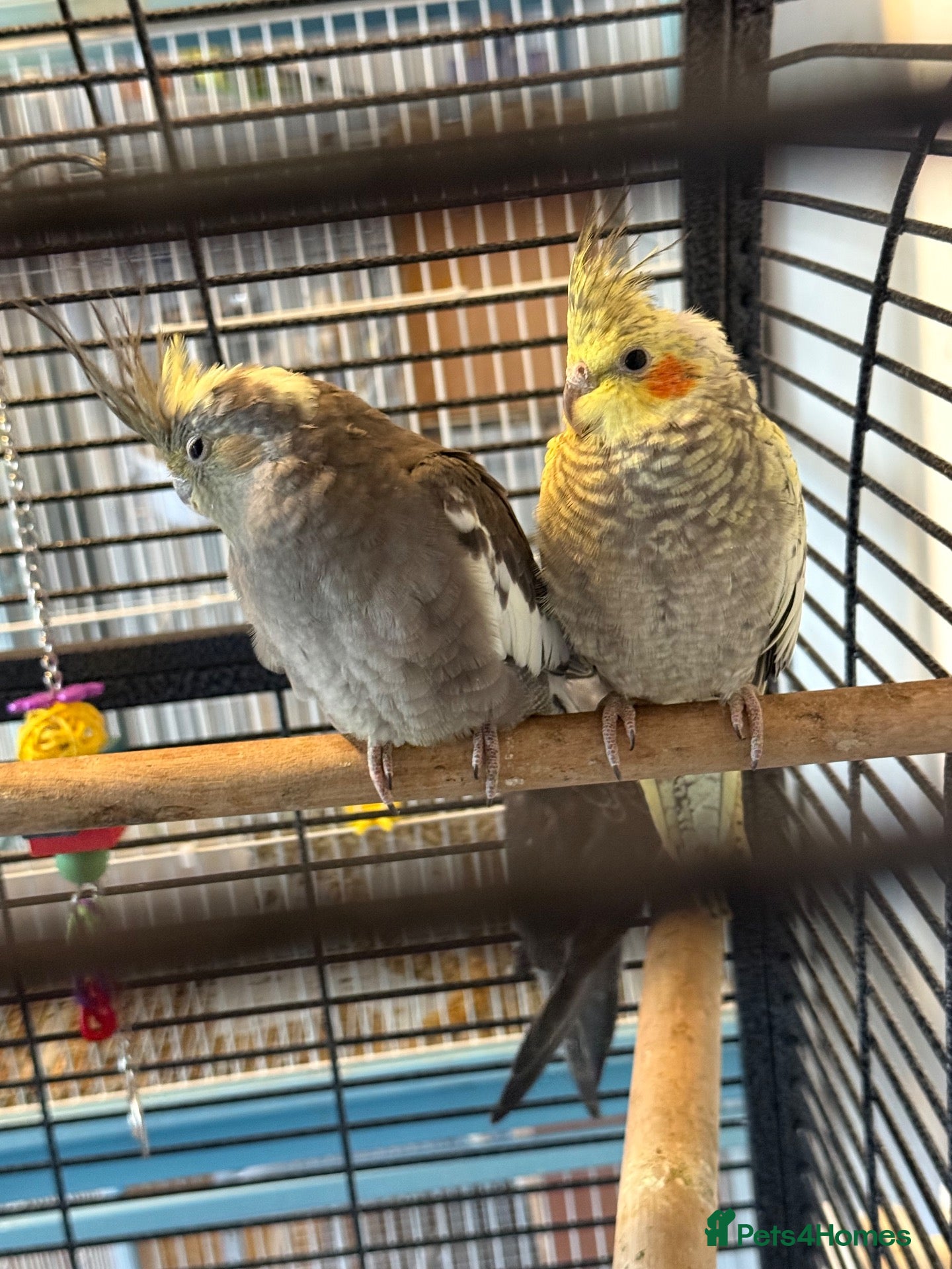 Cockatiels birds 4 Month Old Baby Cockatiels  - Advert 2