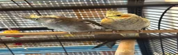 Cockatiels birds for sale: 4 Month Old Baby Cockatiels  - Advert 2