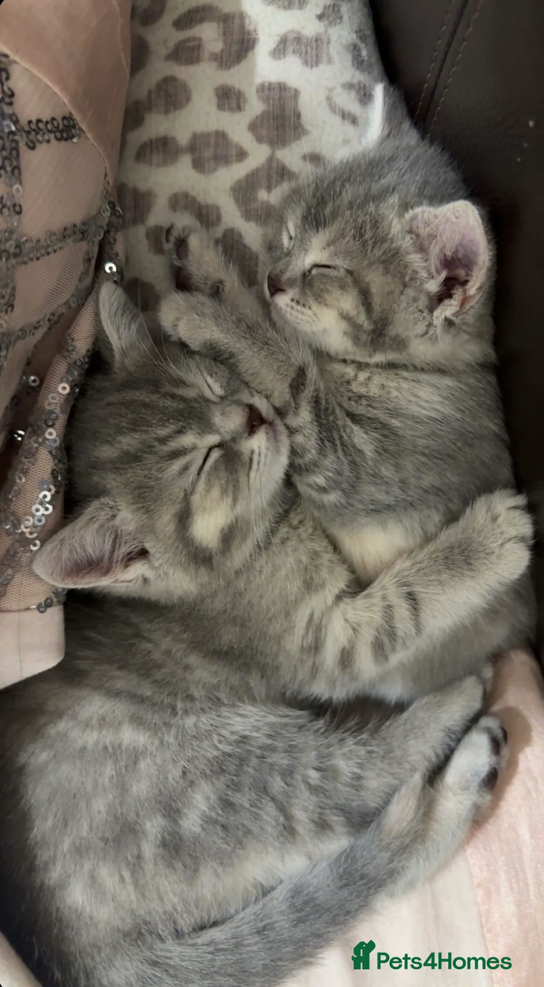 British Shorthair cats for sale: British shorthair kittens for sale - Advert 5