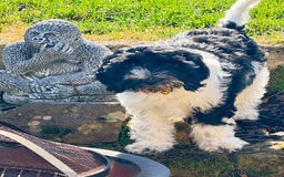 Cockapoo dogs for sale: 2 left! Will you be my forever home? F2 cockapoos  - Image 2