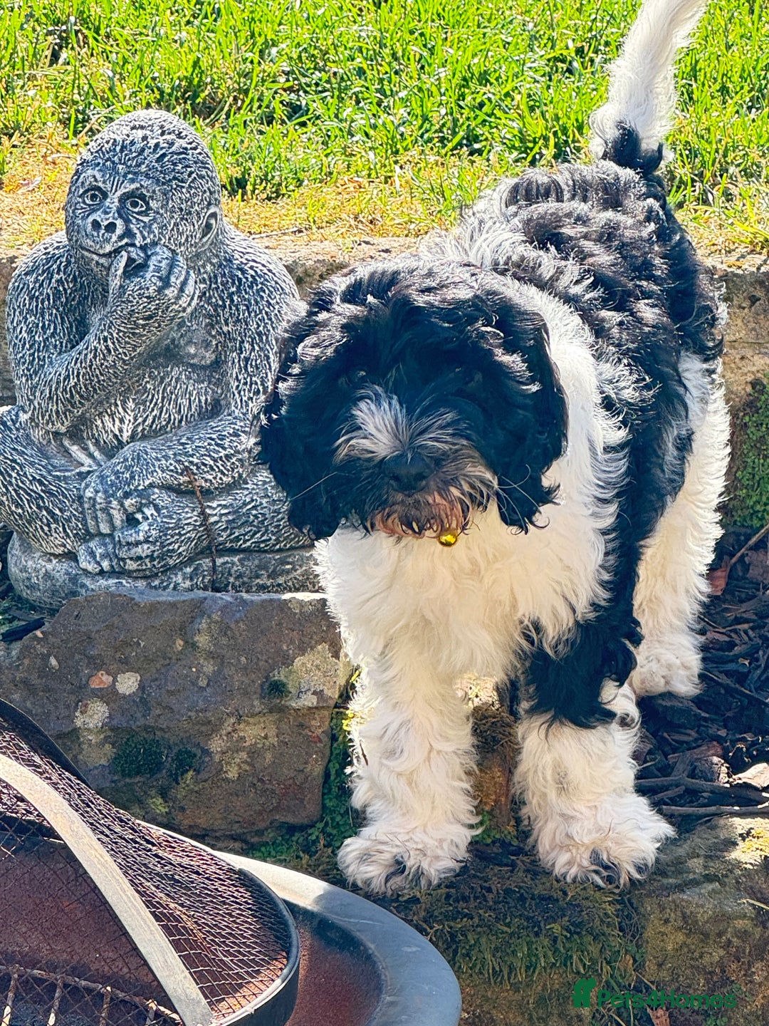 Cockapoo dogs for sale: 2 left! Will you be my forever home? F2 cockapoos  - Image 2