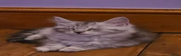 Maine Coon cats for sale: Pedigree Pure TICA Registered Maine Coon Kittens - Advert 7