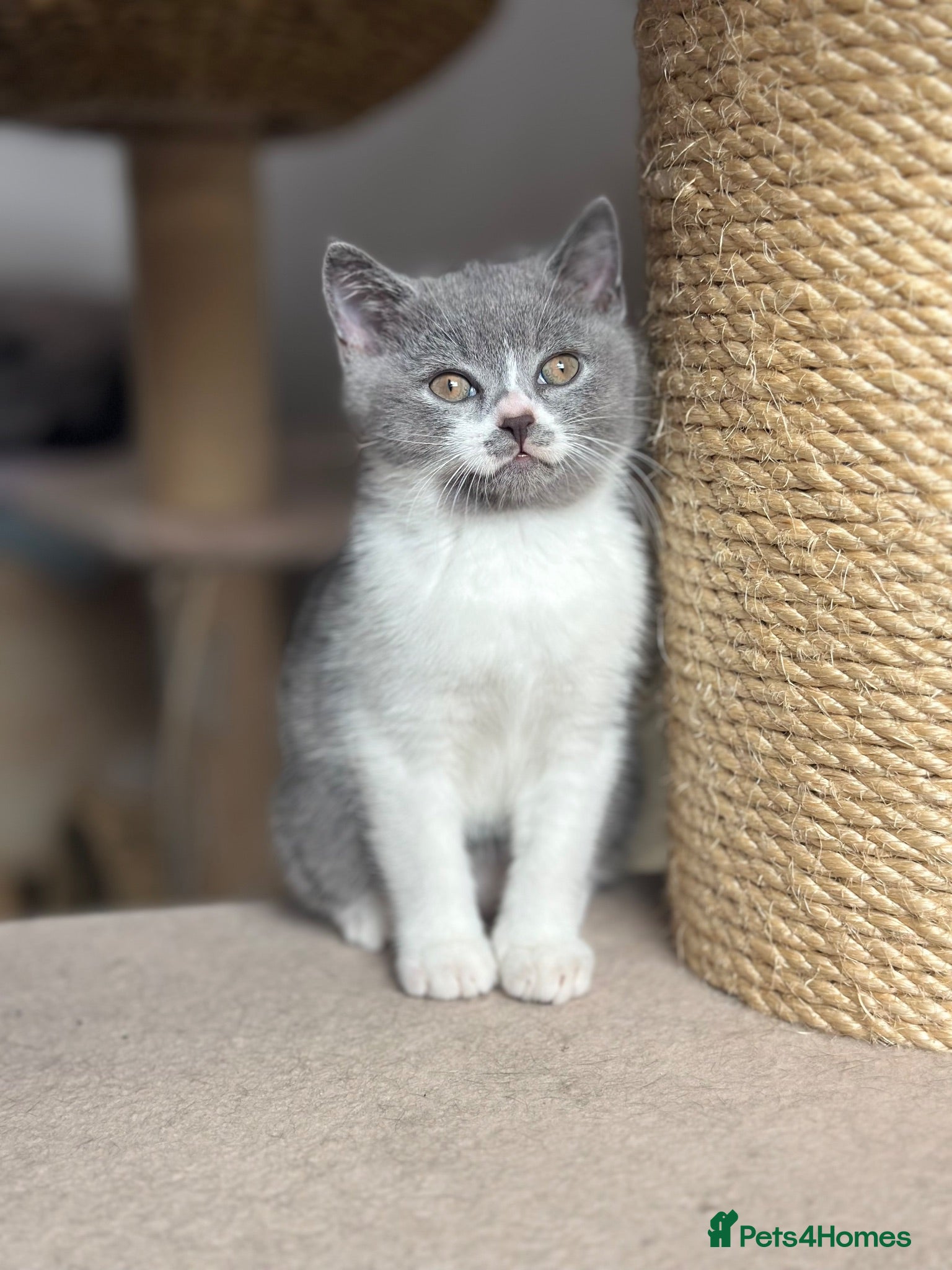 British Shorthair cats 🐾Blue and White British Shorthair Boys  - Advert 2